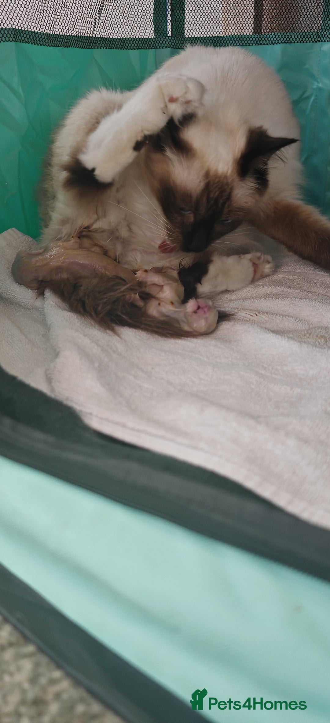 Ragdoll cats for sale: The last three cuddles - Image 9