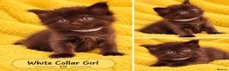 Mixed Breed cats for sale: Ragdoll Maine Coon Cross Kittens 🐾 - Advert 8