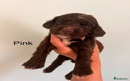 Sprocker dogs for sale: First cross sprocker puppies  - Image 1