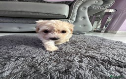 Maltipoo dogs for sale: Outstanding F1 Maltipoo Puppies - Image 5
