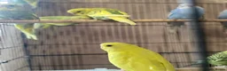Budgerigars birds for sale: Young budgies £20 each - Advert 5