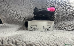 Yorkshire Terrier dogs for sale: Yorkshire terrier Tea cup puppies 480g at 8 weeks - Image 1