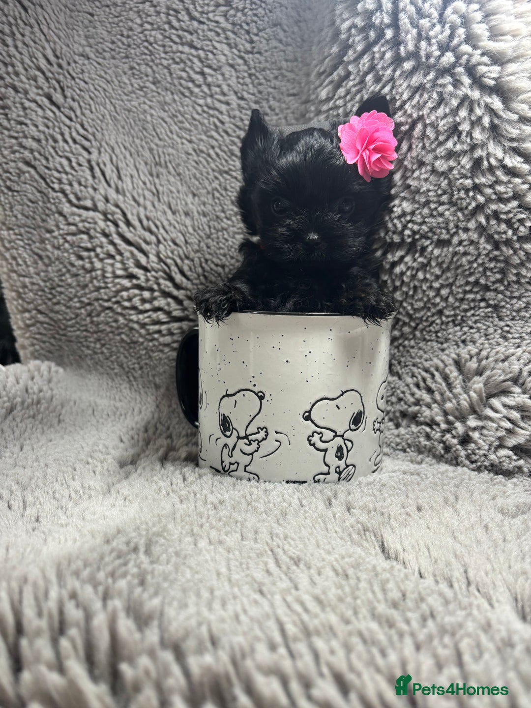 Yorkshire Terrier dogs for sale: Yorkshire terrier Tea cup puppies 480g at 8 weeks - Image 1
