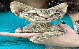 Devon Rex cats for sale: GCCF Registered Pedigree Devon Rex Kittens ❤️ in Leeds - Image 35