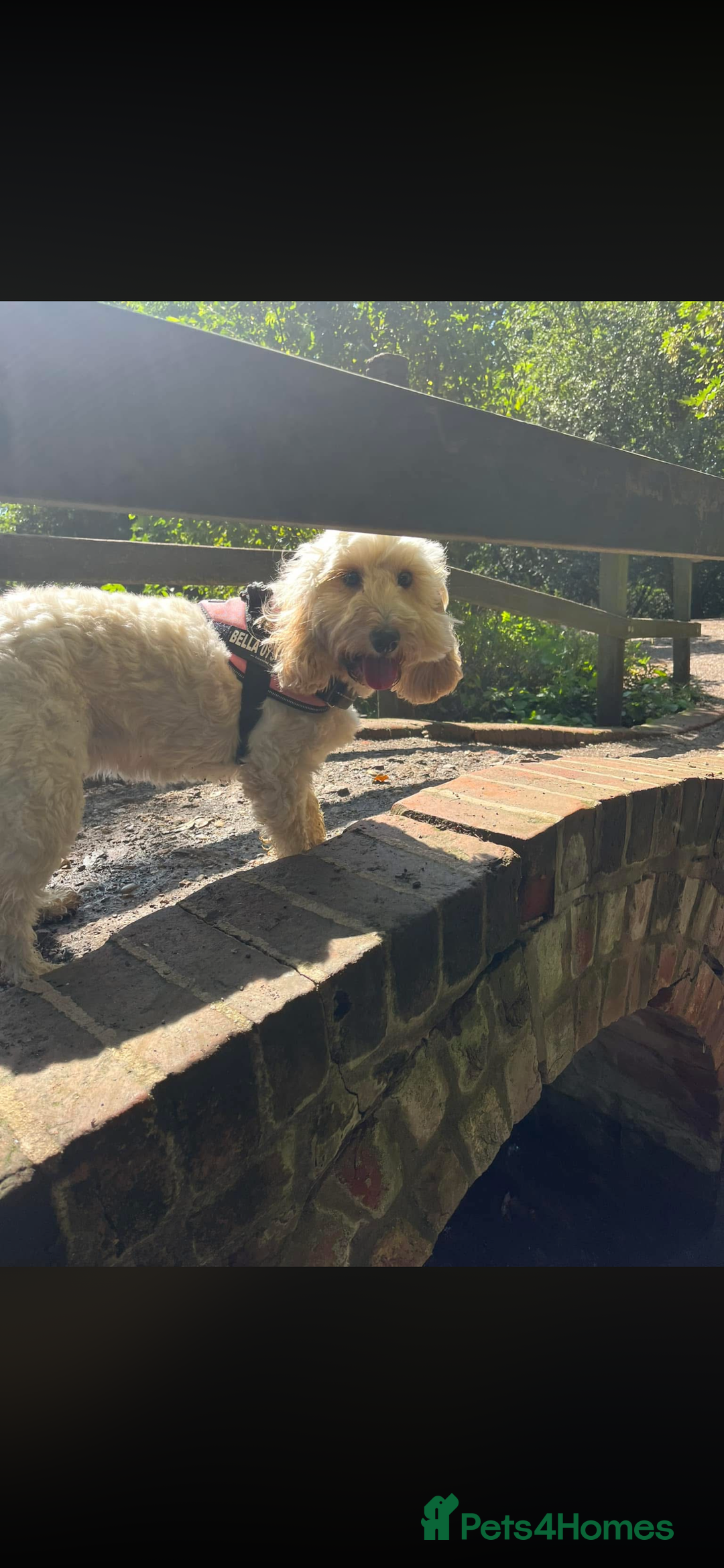 Cockapoo dogs for sale: Cockapoo  - Advert 1