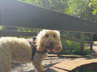 Cockapoo dogs Cockapoo - Advert 5