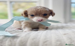 Cavapoochon dogs for sale: Cavapoochon puppies - Image 22