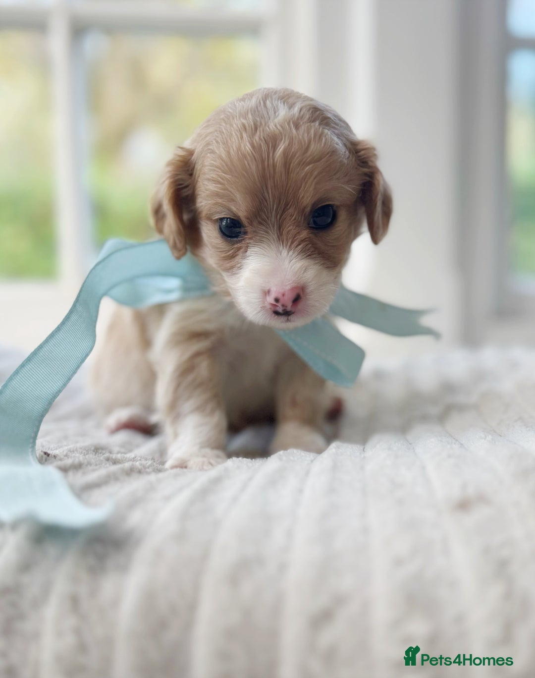 Cavapoochon dogs for sale: Cavapoochon puppies - Image 22