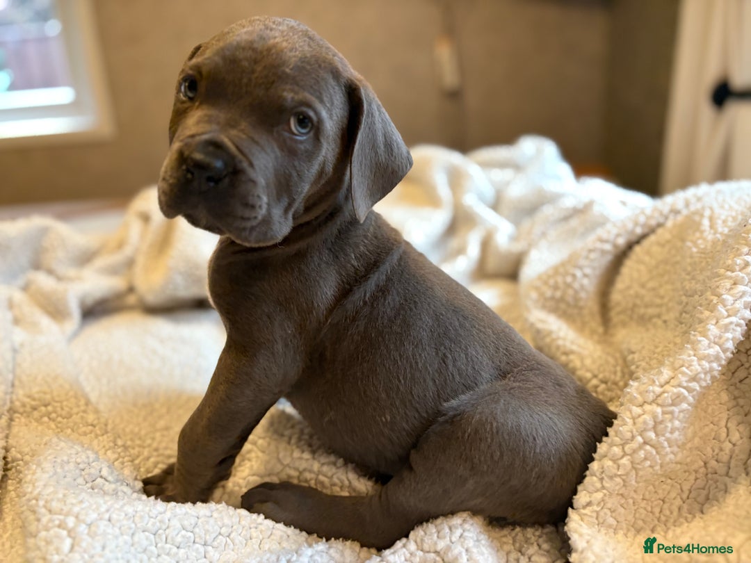 Boerboel dogs for sale: EXCEPTIONAL NABBR REGISTERED PUPPIES!  - Image 12