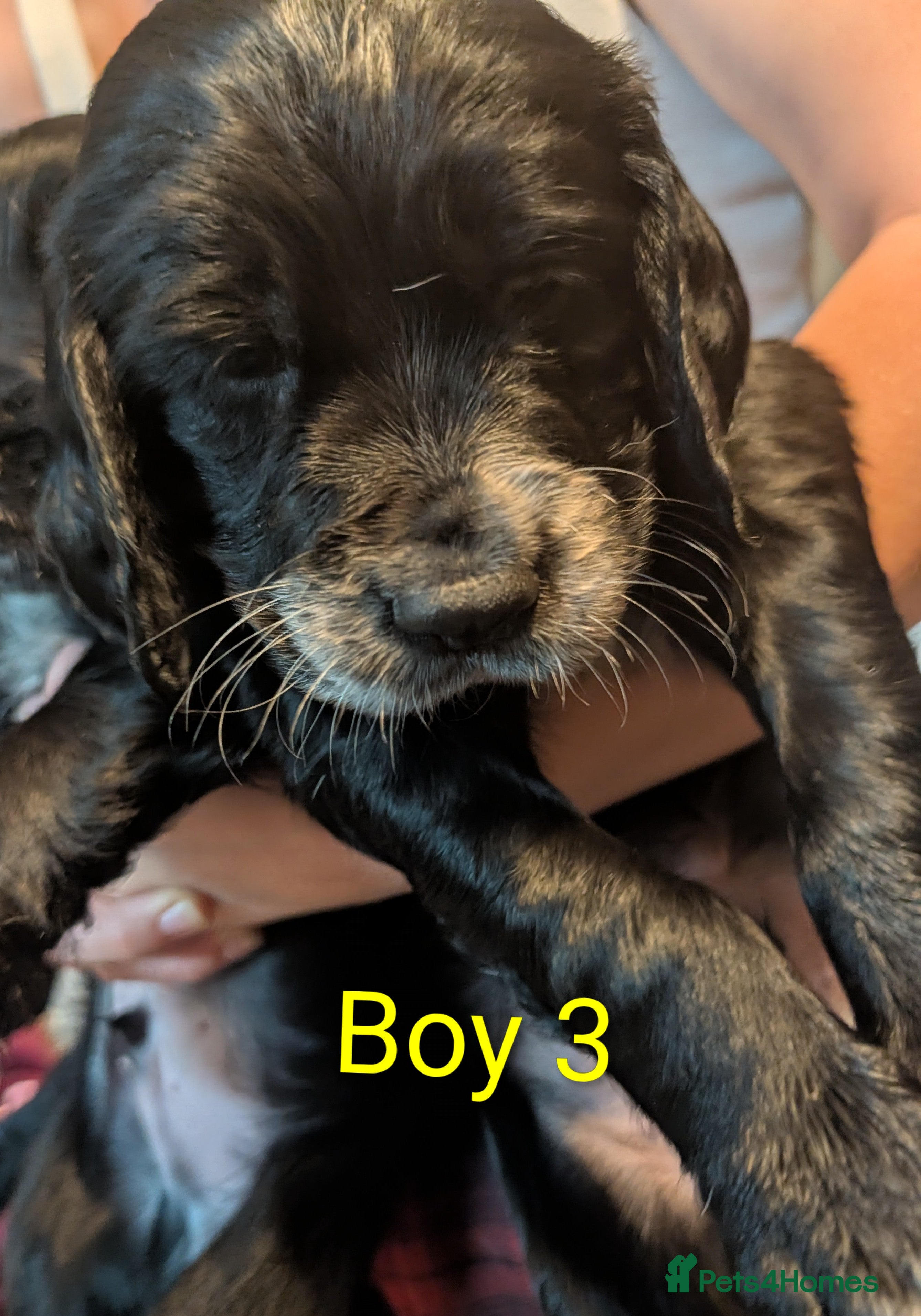 Sprocker dogs Chunky Sprocker Spaniel puppies - Advert 2