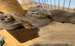 British Shorthair cats for sale: 1 Boy Left-GCCF Pedigr Pure Blue British Shorthair - Image 17