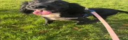Cockerdor dogs for sale: Cockerdor Puppies - Advert 32