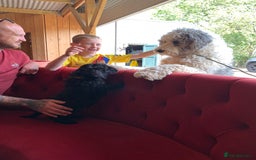 Sheepadoodle dogs for sale: Medium Sheepadoodle Puppies Available  - Image 37
