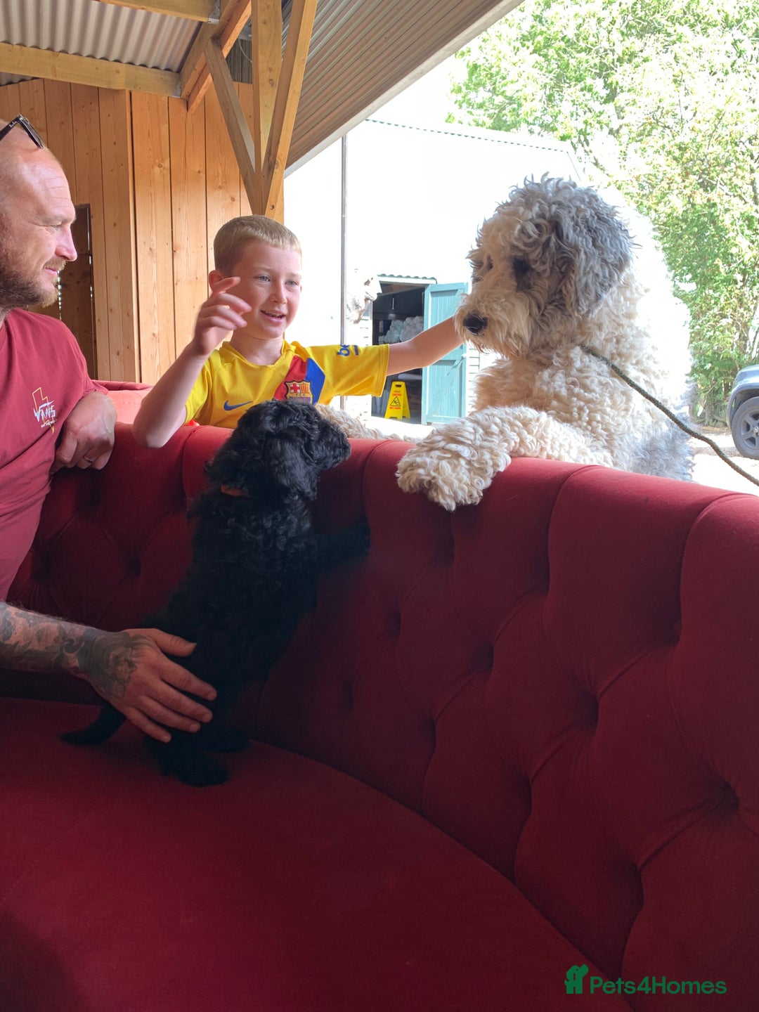 Sheepadoodle dogs for sale: Medium Sheepadoodle Puppies Available  - Image 37