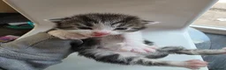 Mixed Breed cats for sale: FREE # 3 male / 1 female / Mother # FREE - Advert 8