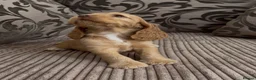 Cocker Spaniel dogs for sale: 🌟Gorgeous 100% show type cocker spaniel puppies⭐  - Advert 14