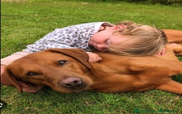 Labrador Retriever dogs for sale: Gorgeous Fox Red Labrador Puppies - Image 8