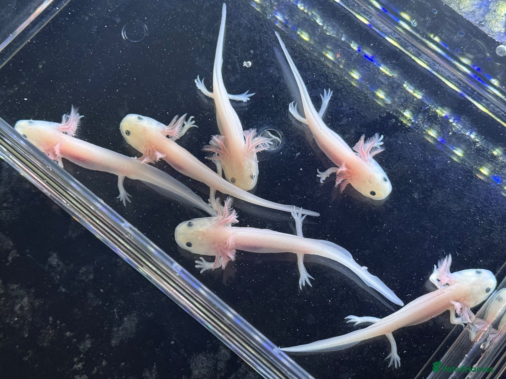 Axolotl reptiles Axolotl juveniles  - Advert 2