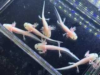 Axolotl reptiles Axolotl juveniles - Advert 2