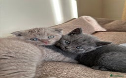 Scottish Fold cats for sale: Amazing Kittens Waiting for You! Just 2 left🥰 - Image 23