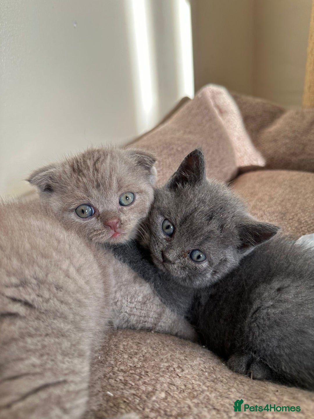 Scottish Fold cats for sale: Amazing Kittens Waiting for You! Just 2 left🥰 - Image 23