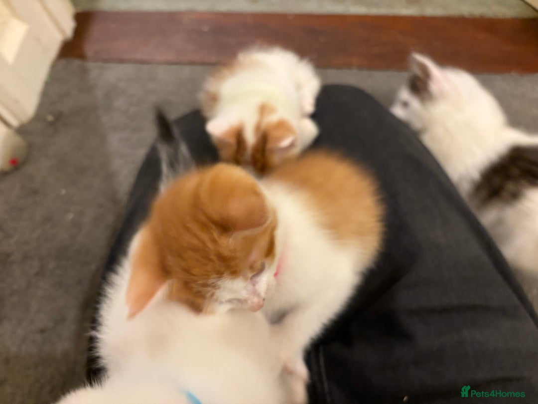 Domestic Shorthair cats for sale: Domestic Shorthairs - 6 Left - Advert 40