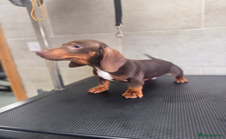Miniature Dachshund dogs - Advert 5