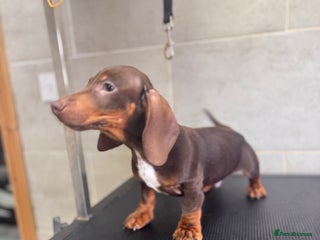 Miniature Dachshund dogs - Advert 9