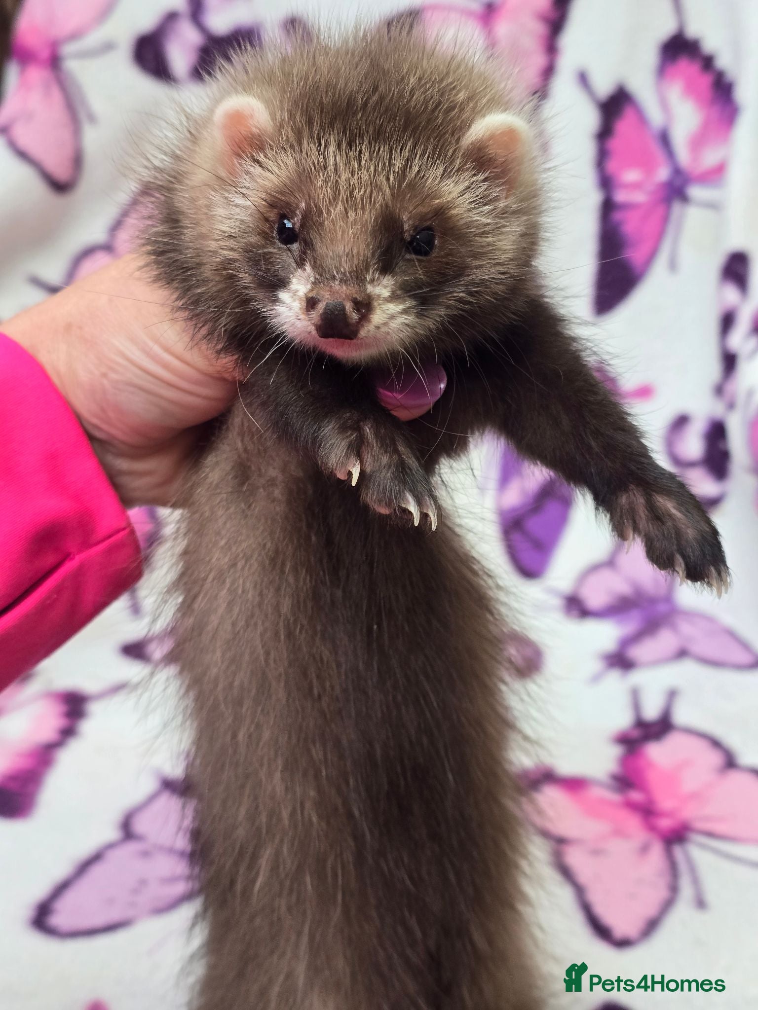 Ferret rodents Angora ferrets  - Advert 1