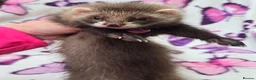 Ferret rodents for sale: Angora ferrets  - Advert 1