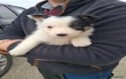 Border Collie dogs for sale: Border Collies  - Image 8