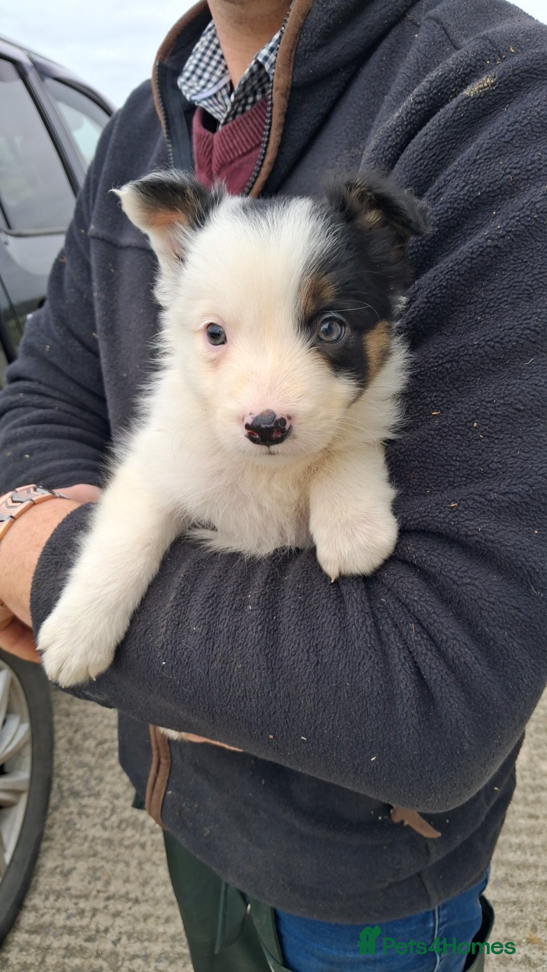 Border Collie dogs for sale: Border Collies  - Image 8
