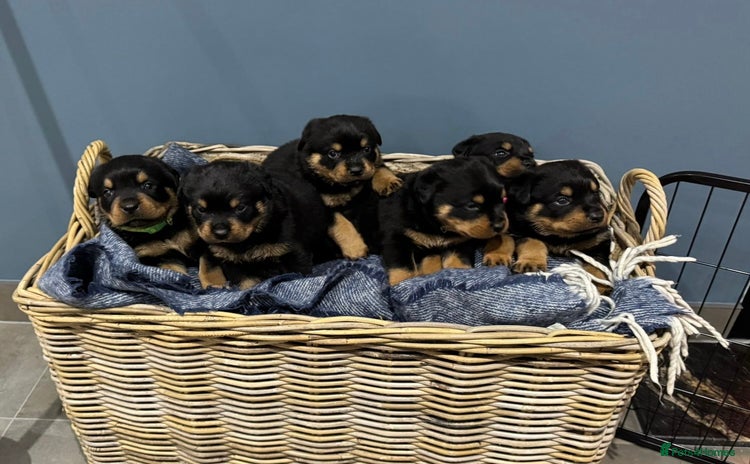 Rottweiler dogs - Advert 7