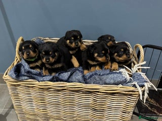 Rottweiler dogs - Advert 6