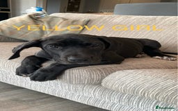 Great Dane dogs for sale: Gorgeous Black/Blue Great Dane Puppies - Image 11