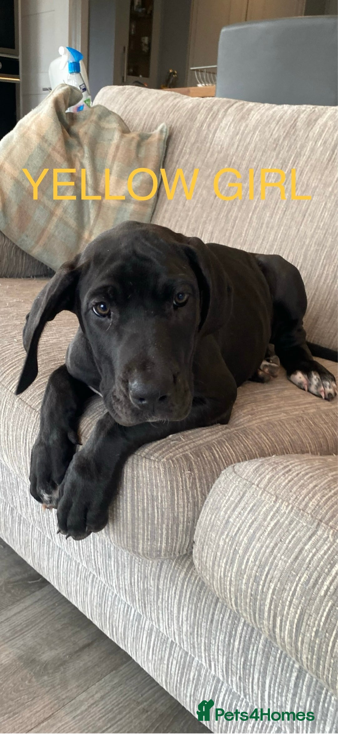 Great Dane dogs for sale: Gorgeous Black/Blue Great Dane Puppies - Image 11