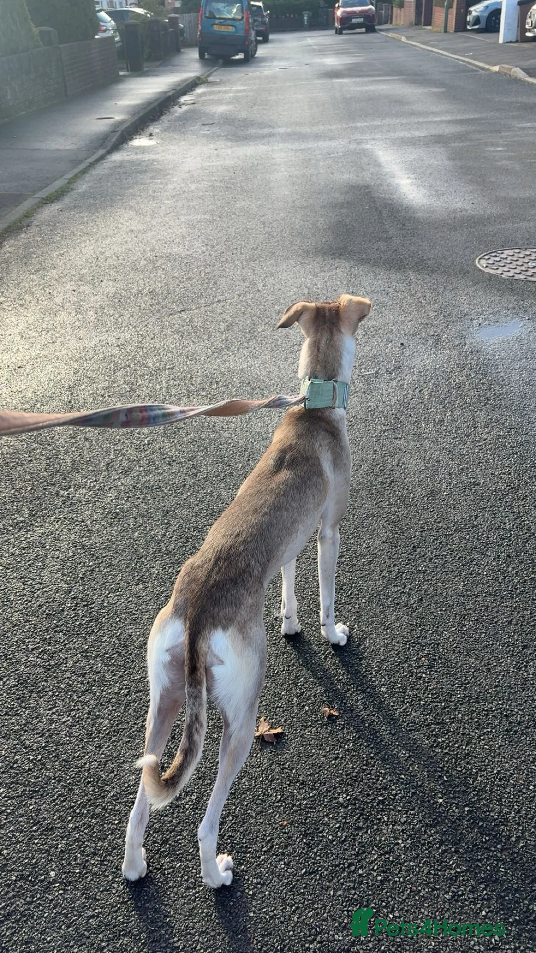 Mixed Breed dogs for sale: nova  - Advert 4