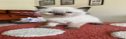 Ragdoll cats for sale: Ragdoll Kittens  - Advert 5