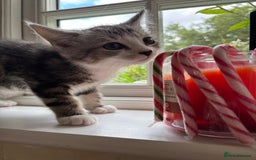 Persian cats for sale: Persian chinchilla mix of 3 boys left in St Albans - Image 21