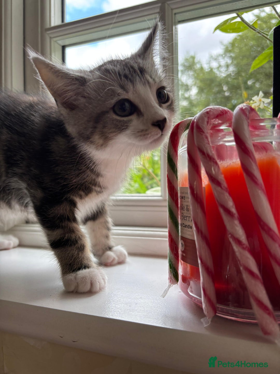 Persian cats for sale: Persian chinchilla mix of 3 boys left in St Albans - Image 21