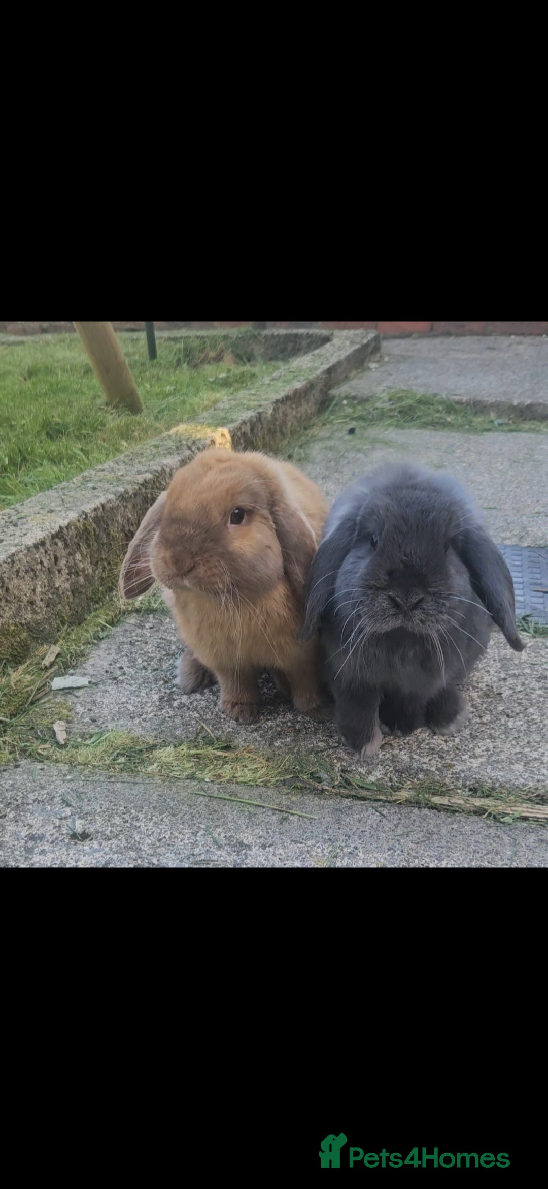 Mini Lop rabbits for sale: Two beautiful mini lop bunnies  - Advert 1