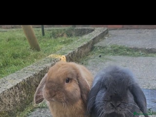 Mini Lop rabbits Two beautiful mini lop bunnies - Advert 1