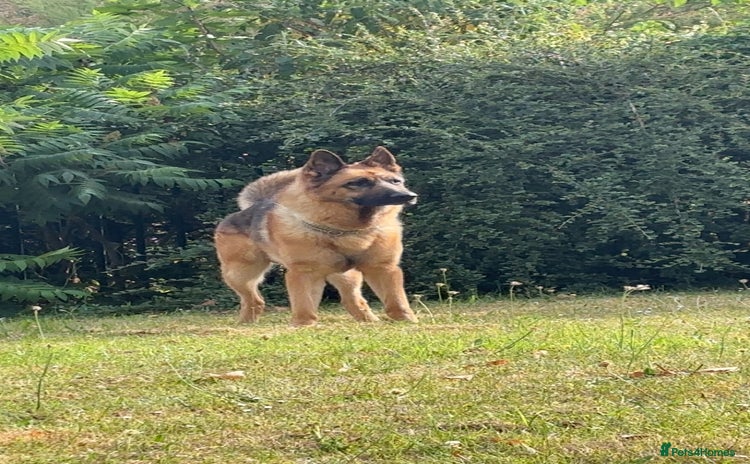 German Shepherd dogs - Advert 10