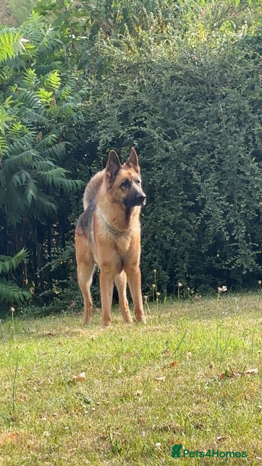 German Shepherd dogs for sale: Frankie the tank  - Image 1