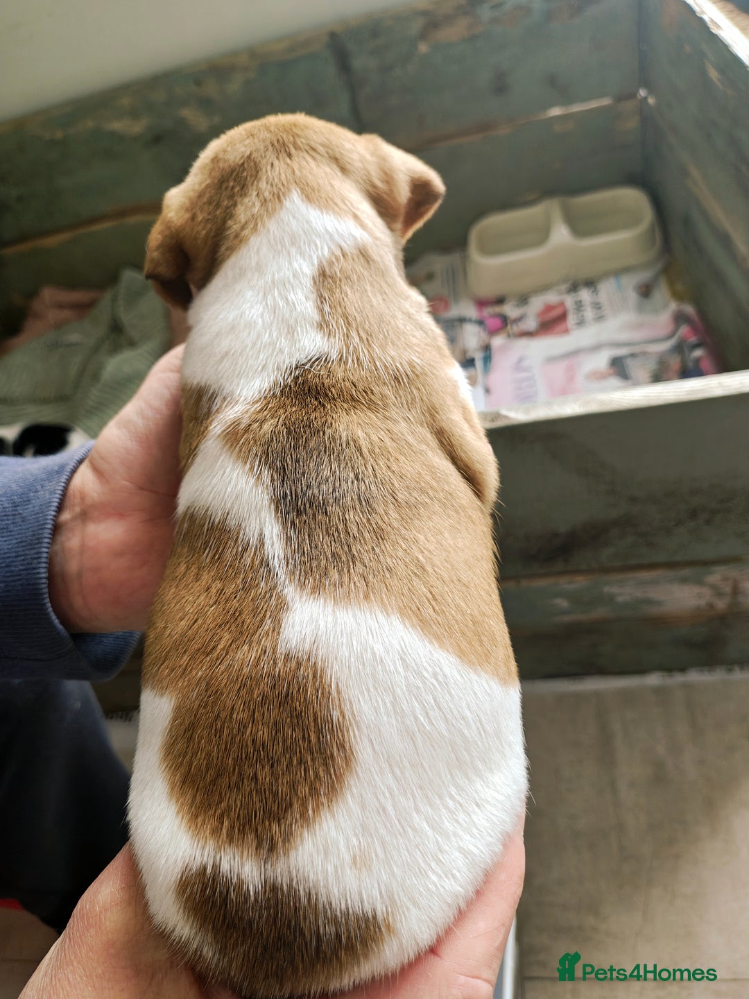 Jack Russell dogs for sale: Jack Russell puppies  - Image 15