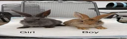Continental Giant rabbits for sale: Continental giant x New Zealand  - Advert 1