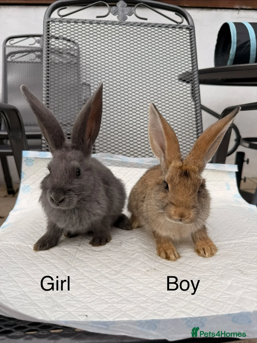 Continental Giant rabbits for sale: Continental giant x New Zealand  - Advert 1
