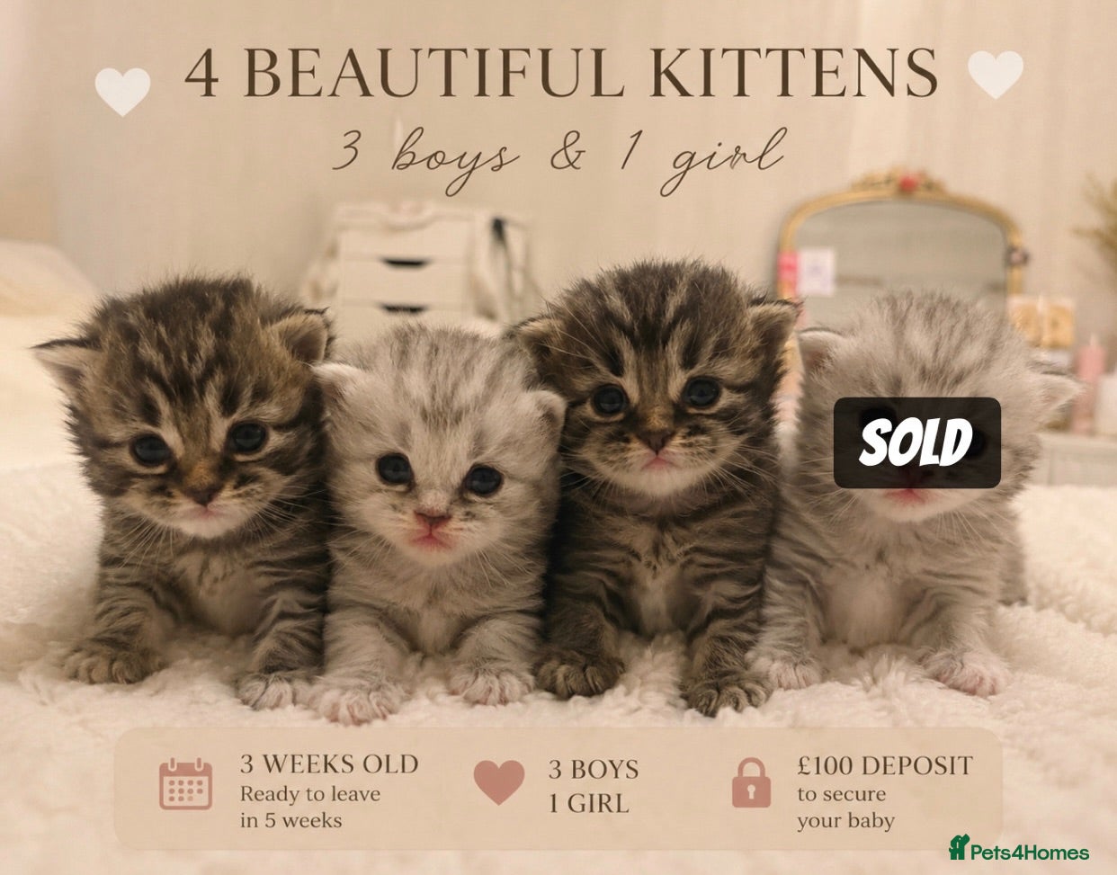Mixed Breed cats 💙🌸FOUR PERSIAN/RAGDOLL KITTENS🌸💙 - Advert 1