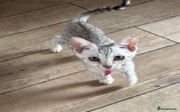 Bengal cats for sale: Bengal cubs for sale  - Image 6