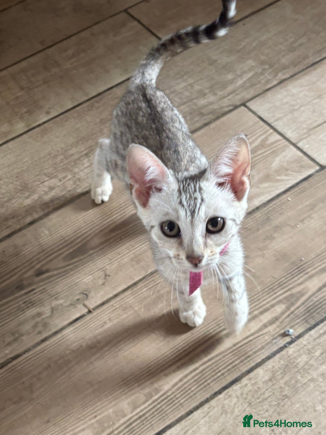 Bengal cats for sale: Bengal cubs for sale  - Image 6